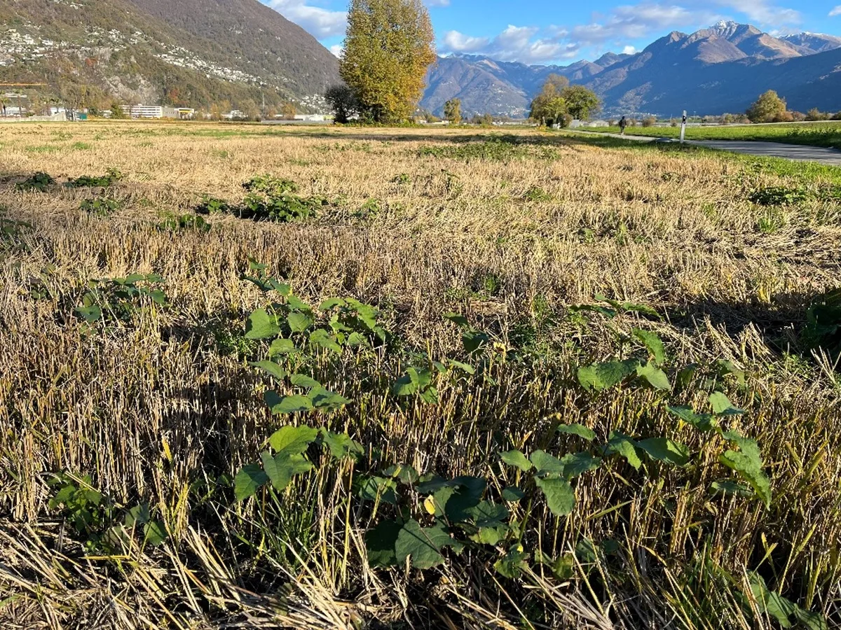Asiatischer Staudenknöterich verbreitet sich hauptsächlich über Rhizom- und Stängelfragmente.