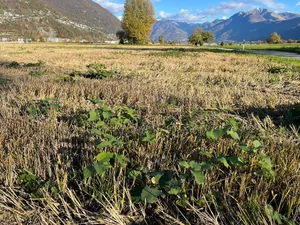 Asiatischer Staudenknöterich verbreitet sich hauptsächlich über Rhizom- und Stängelfragmente.