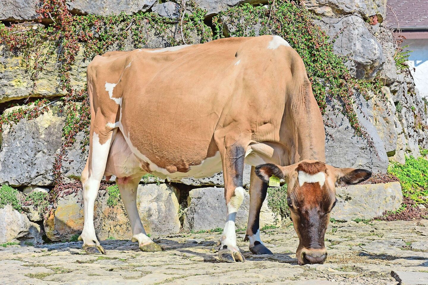 Eine kleine Kuh ganz gross: die effiziente Jersey-Kuh India von Christophe Rohrbach aus Mont-Crosin BE.
