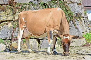 Eine kleine Kuh ganz gross: die effiziente Jersey-Kuh India von Christophe Rohrbach aus Mont-Crosin BE.
