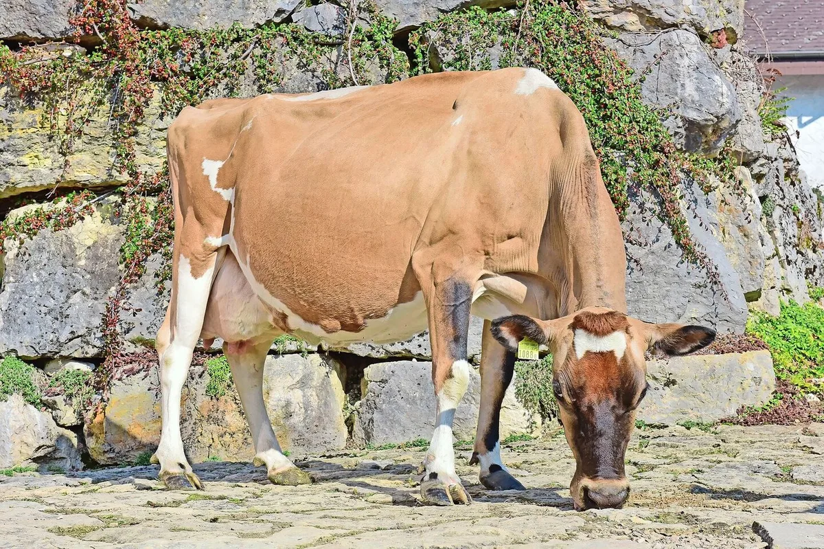 Eine kleine Kuh ganz gross: die effiziente Jersey-Kuh India von Christophe Rohrbach aus Mont-Crosin BE.