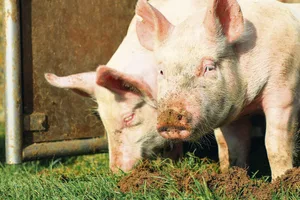 Ein wenig die Schnauze voll haben nicht nur diese Schweine, sondern auch einige Bioschweine-Produzenten.