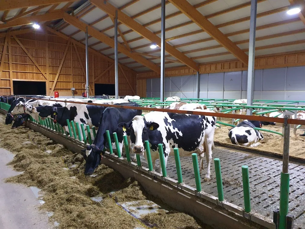 135cf5c113b7568612908effb83e007782e5e9e7 Vor einem Jahr sind die Kühe von Andreas Friedli aus dem Anbindestall in einen neuen Laufstall mit AMS gezogen. Der Landwirt achtet auf eine gute Futtereffizienz bei einer hohen Grundfutterleistung. (Bild Ruth Aerni)