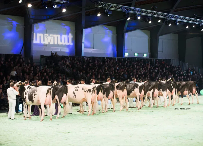 692a1e15d7b016f29eee5af82b3aff662c0b4b1e Jetzt defilieren in Lausanne wieder die Schönsten der schönen Kühe über das Sägemehl. (Bild Swiss Expo)