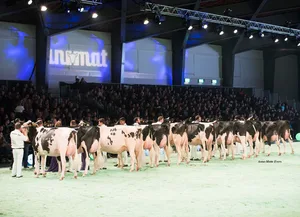 Jetzt defilieren in Lausanne wieder die Schönsten der schönen Kühe über das Sägemehl. (Bild Swiss Expo)