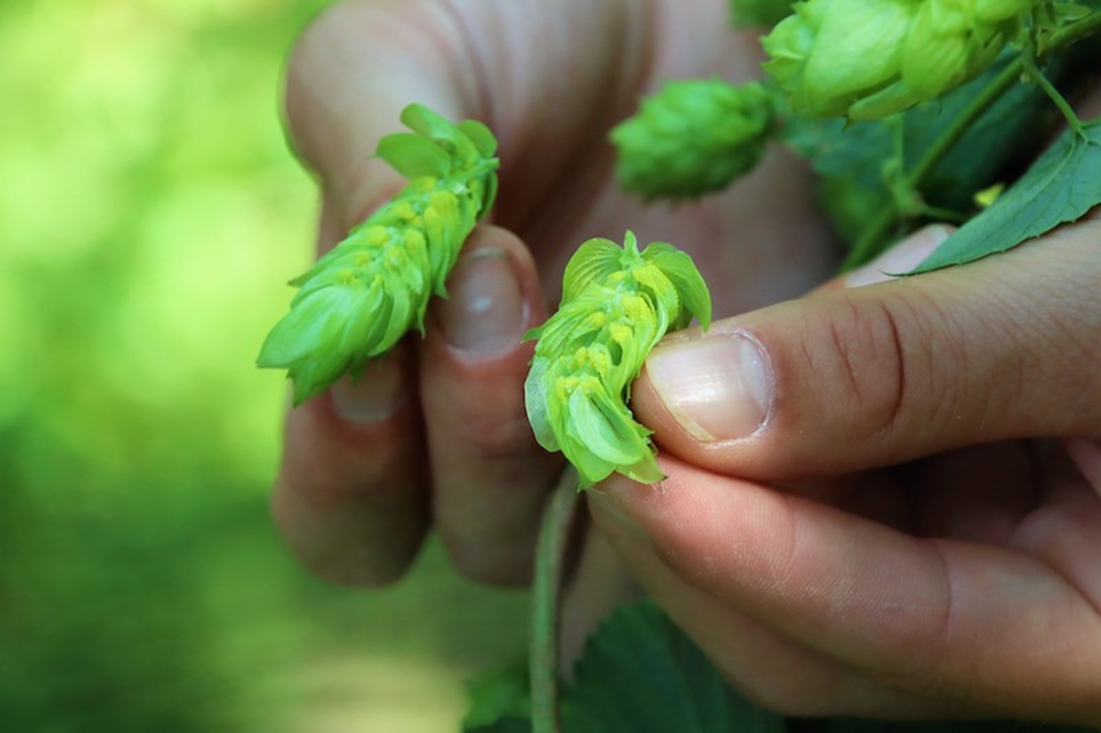 Dem Hopfen auf der Spur