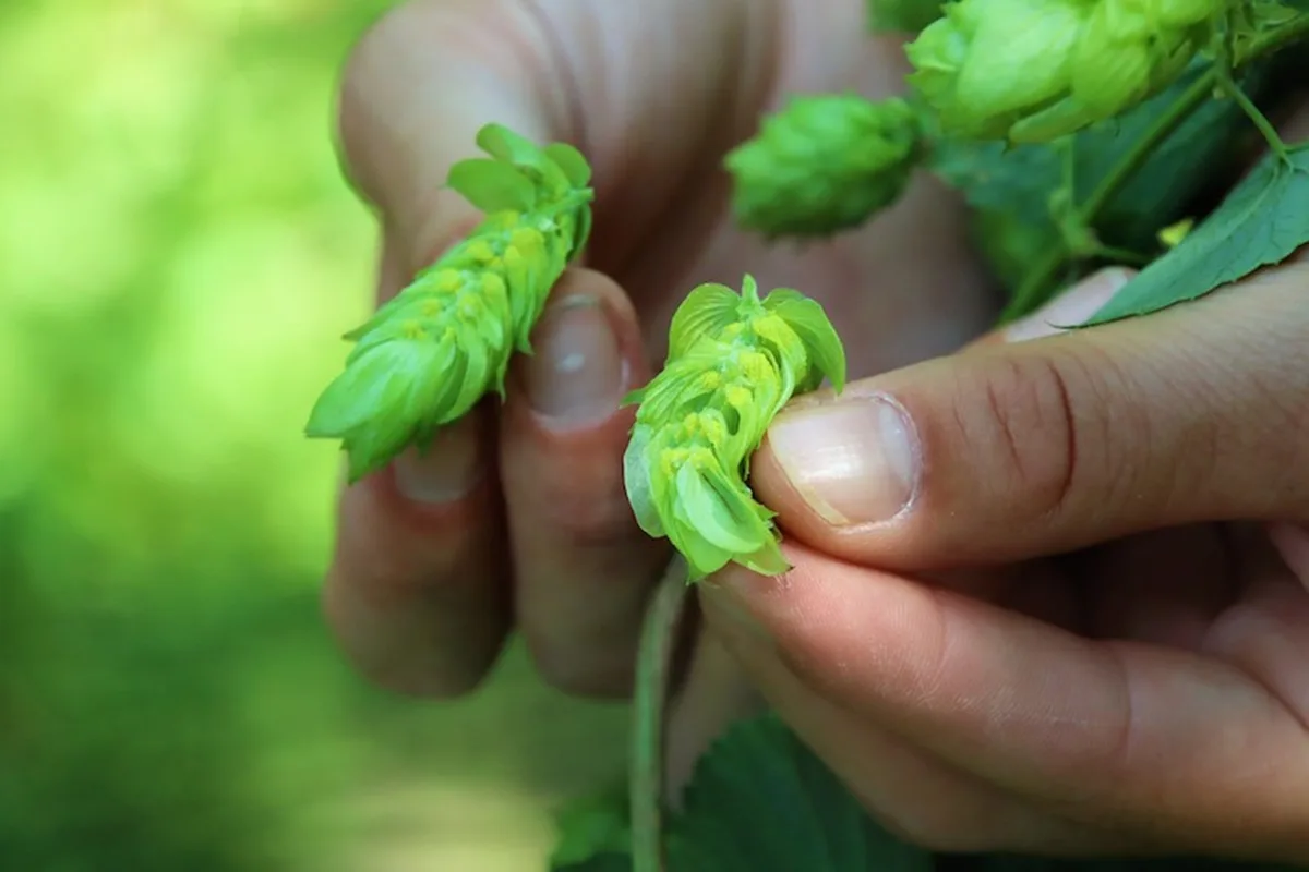 hopfen-halbierte-dolde Dem Hopfen auf der Spur