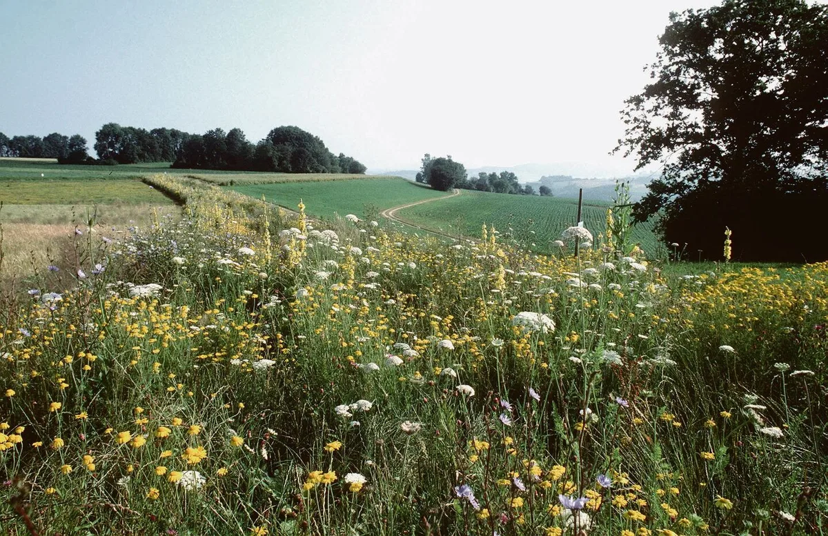 de4b76c5621300a7606b938b4f5cc98e661ac2d6e6e0f0283de1334bb885bab2 Rotationsbrachen sind weniger anfällig auf Vergrasung und Verunkrautung als Buntbrachen.
