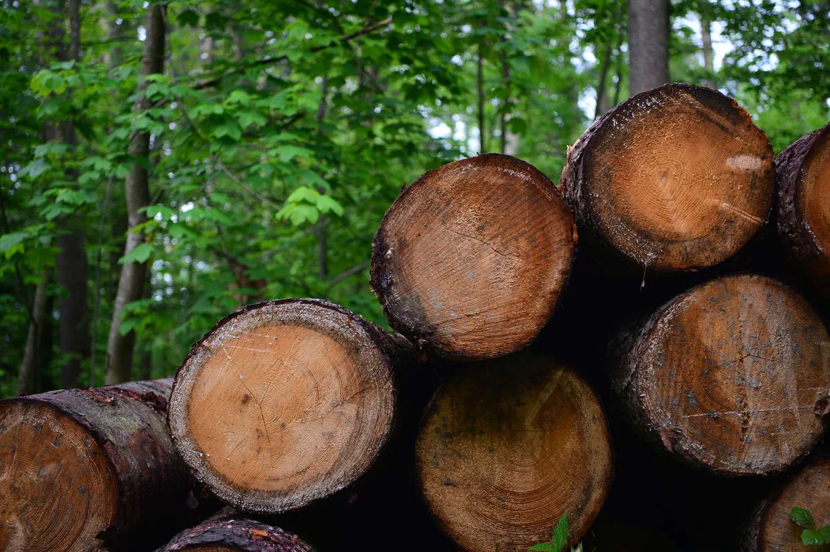 Nationalrat wünscht Förderung der Holzverarbeitung
