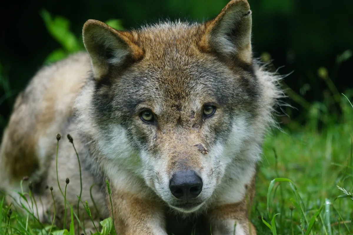Graubünden verfügt Abschüsse von drei weiteren Wölfen
