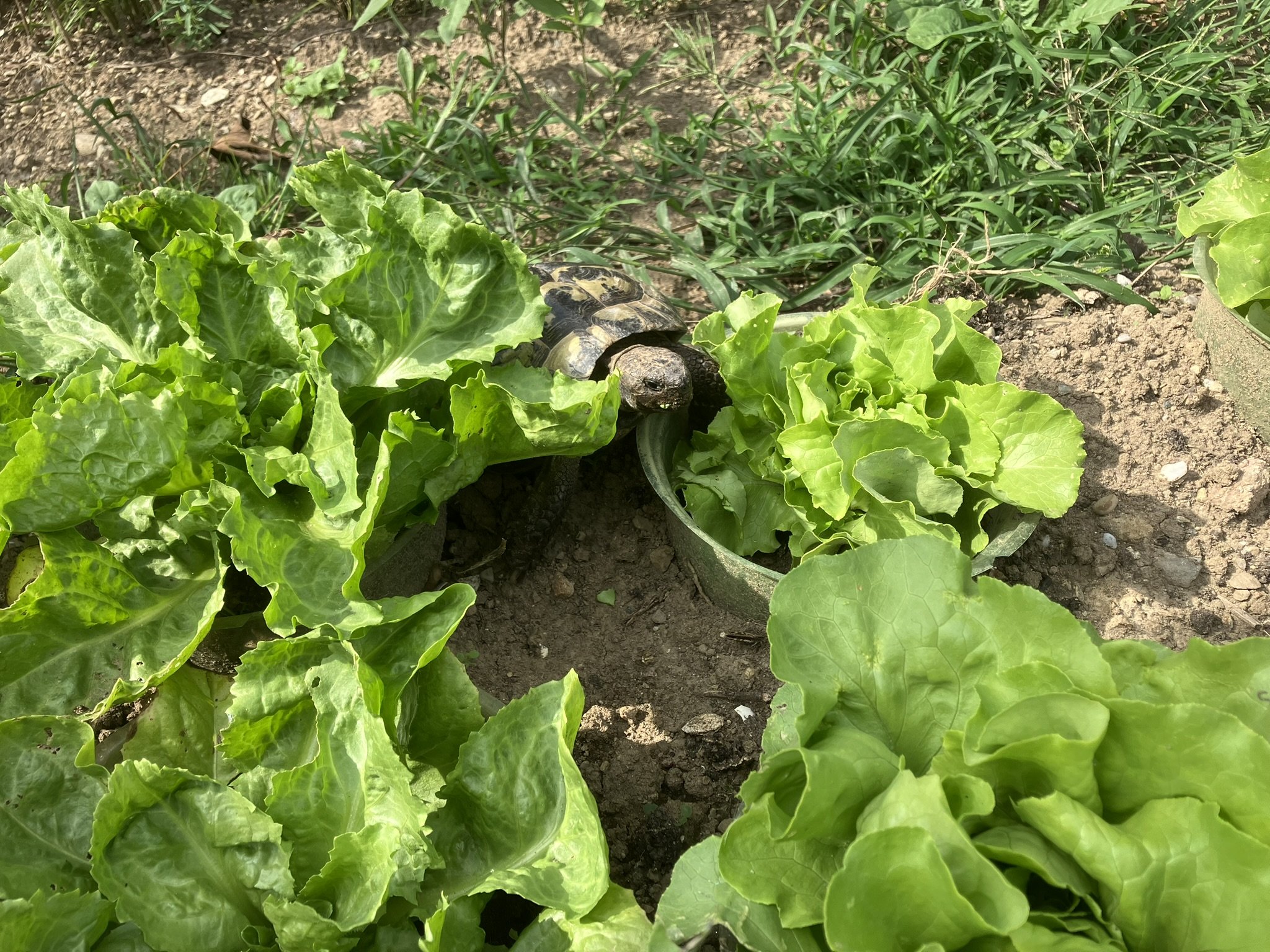 Warum Schildkröten flüchten und Kühe freiwillig in den Stall zurückkehren