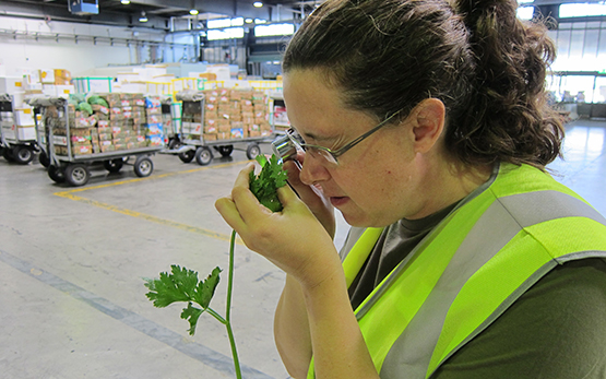 Mitarbeitende des ESPD kontrollieren Ware am Zoll, um die Einschleppung gefährlicher gebietsfremder Organismen zu verhindern. (Bild Agroscope)