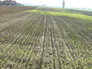 Gerste reagiert empfindlich auf nasse Bedingungen bei der Saat. Man sollte besser mit dem Striegeln warten, bis sich die kleinen Getreidepflanzen mindestens im 3-Blatt-Stadium befinden.