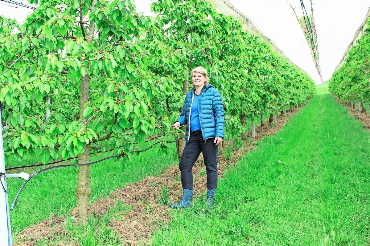 9d3cdc996796d1de00348cc2dfdde0ec7bda31d6a130a4cdb76cd76f66a7e178 Barbara Wirth inmitten der Kirschenplantage. Noch sind die Früchte nicht reif, doch die Bäuerin freut sich schon auf die Pflückzeit, auch wenn sie arbeitsintensiv ist.