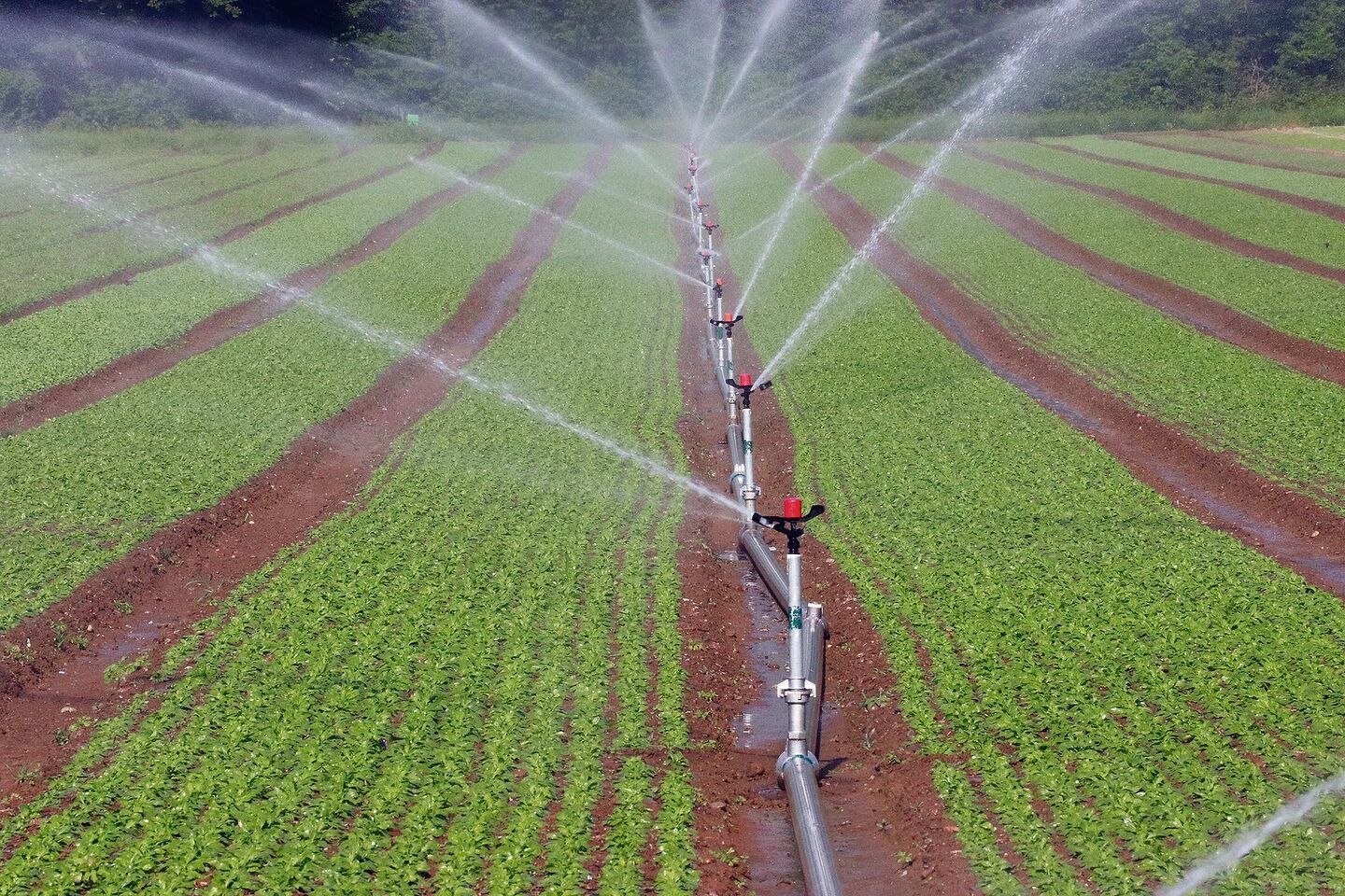 Beim Gemüse lohnt sich das Bewässern. Woher das Wasser künftig kommen soll, wird im Aargau abgeklärt.