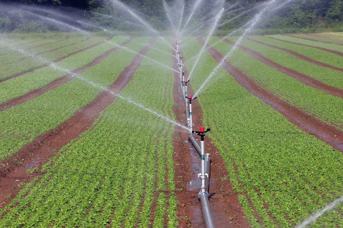 Beim Gemüse lohnt sich das Bewässern. Woher das Wasser künftig kommen soll, wird im Aargau abgeklärt.