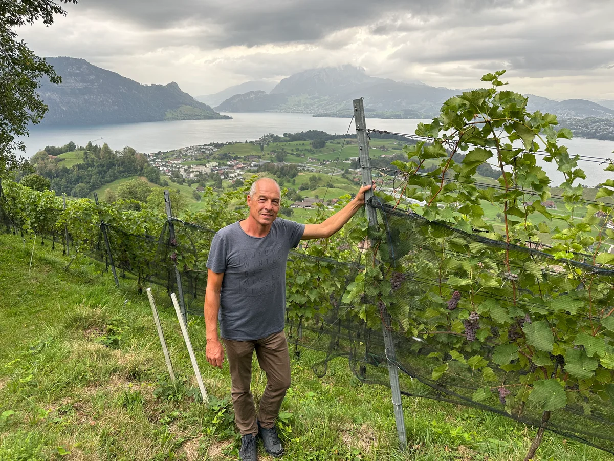 Remo Müller Rigi Wii.jpeg Remo Müller in seinem steilen Rebberg auf 700 Meter über Meer in der Bergzone 1 oberhalb Weggis.
