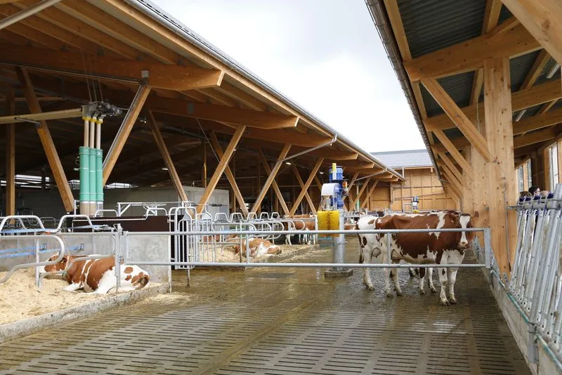 dad1f65e6586838e52cc48a8a5d47c2a5ea7d606 Davon ausgehend, dass Milchkühe künftig noch weiter wachsen, sollte Liegeboxen schon jetzt genügend gross geplant werden. (Bild ji)