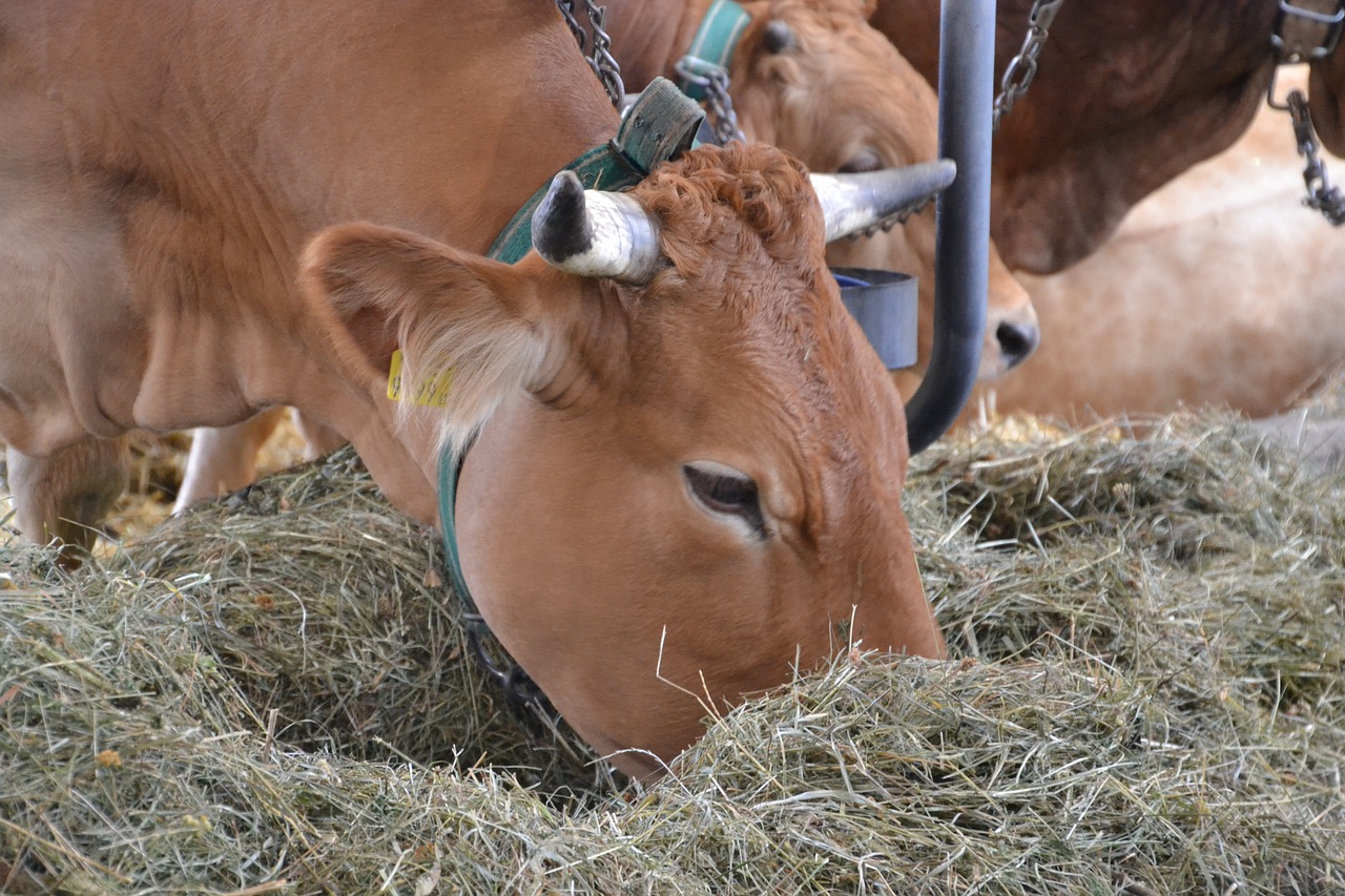Werden Tiermehle an Wiederkäuer verfüttert, besteht das Risiko einer BSE-Infektion. (Symbolbild Innviertlerin/Pixabay)