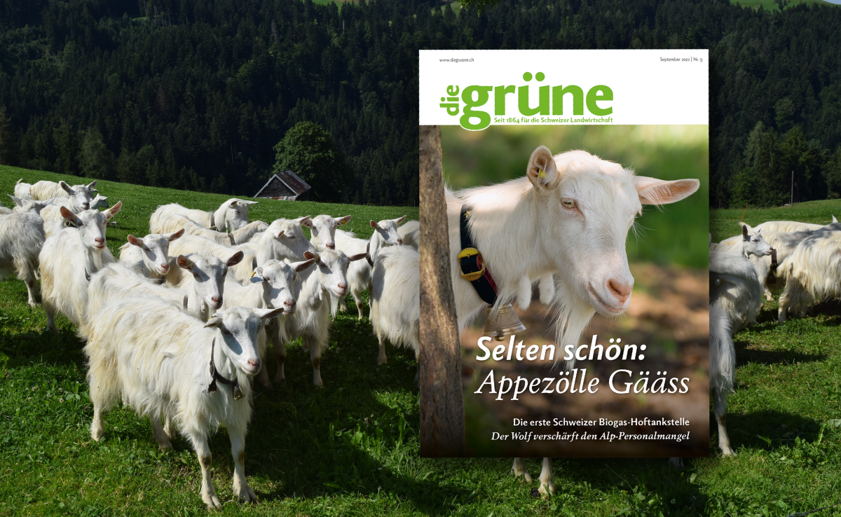 «die grüne» im September 2022 – Selten schön: Appezölle Gääss