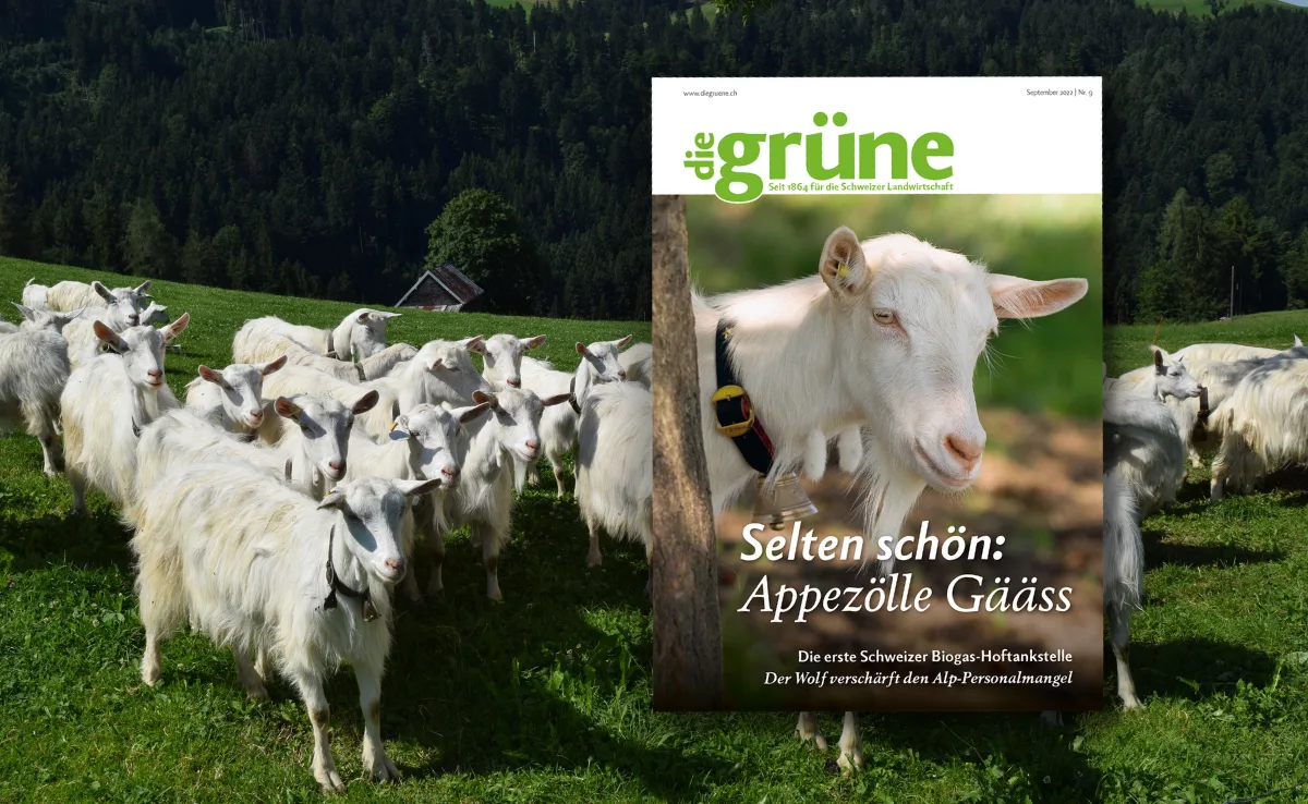 dg-9 «die grüne» im September 2022 – Selten schön: Appezölle Gääss