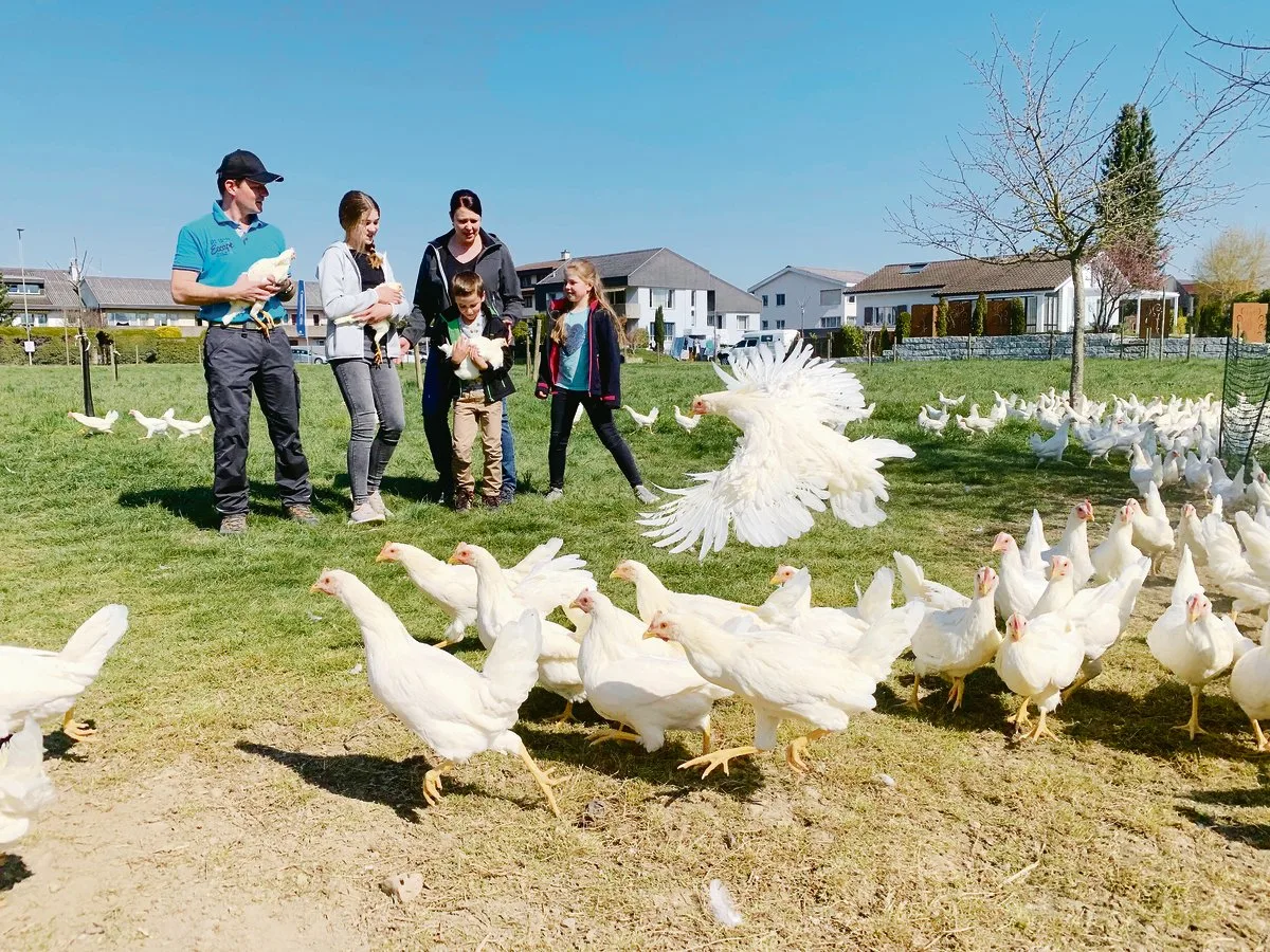 59c06441e49216c5642c33fd4869ac06a330919c Weisse sind wilder als Braune: Stefan und Andrea Künzli mit den Kindern Sarina, Lara und Tim in der Weide mit den 17 Wochen alten Hühnern. (Bilder Josef Scherer)