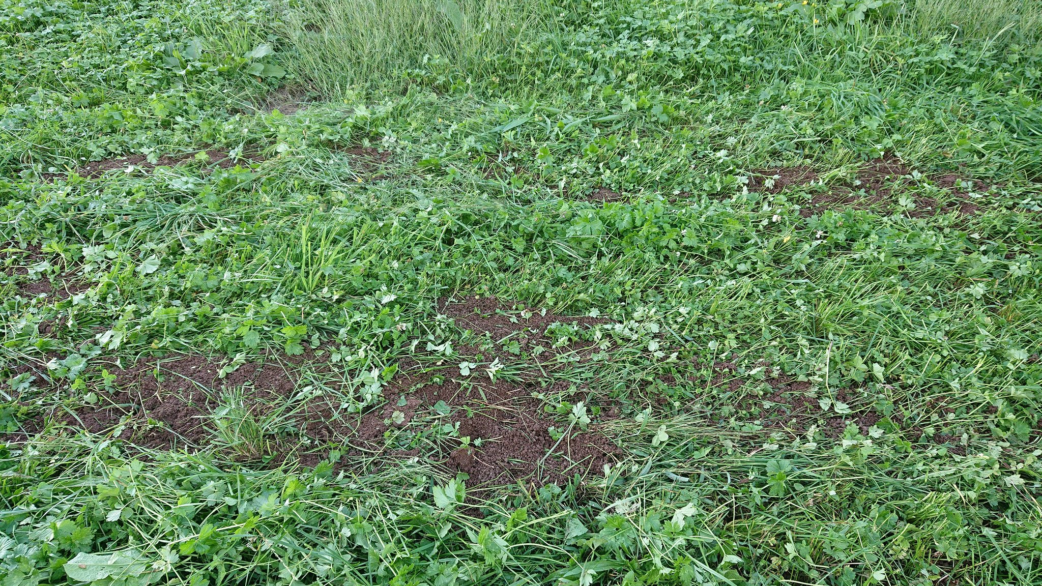 So wird die Futterbau-Saison korrekt abgeschlossen