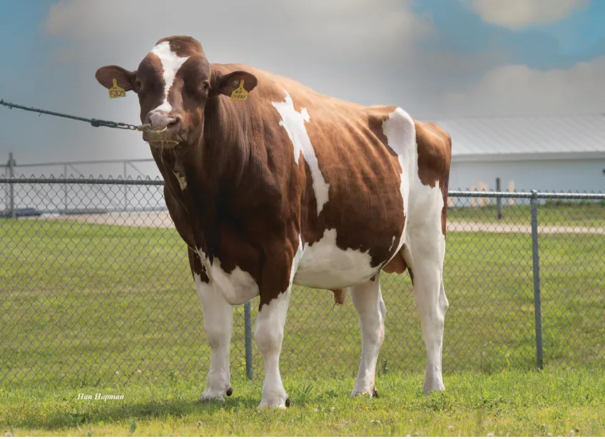 Bildschirmfoto 2026-06-24 um 11.26.22.png Der RH-Stier Bosside Rebel gibt der Zucht neue Impulse.