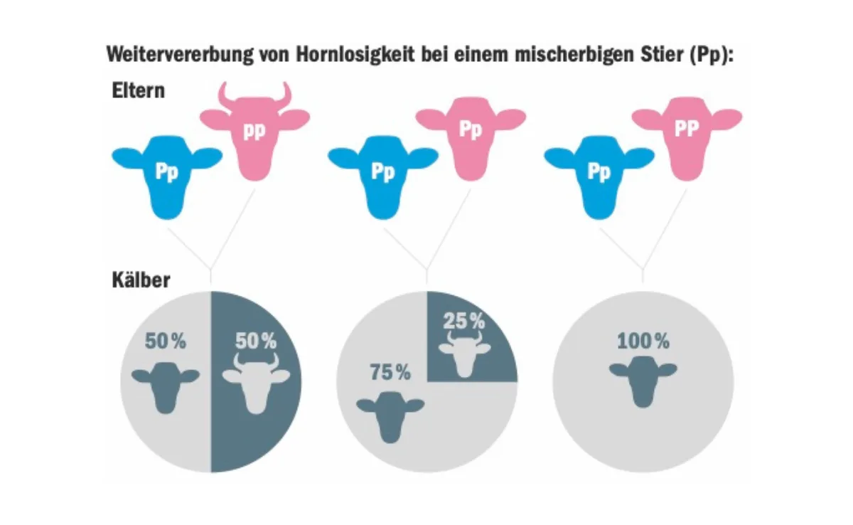 Hornlosigkeit_grafik So wird die natürliche Hornlosigkeit bei Rindern vererbt
