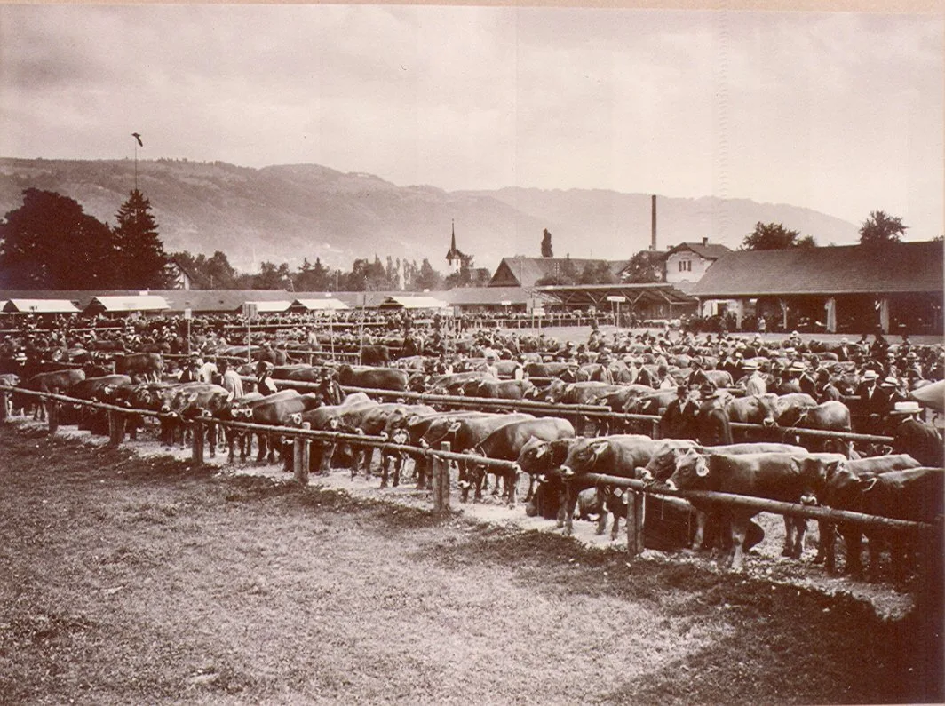 bvch_i_1721101_stierenmarkt_in_zug_anfang_20._jh Der Weg zur Vereinheitlichung führte bei Braunvieh Schweiz über eine Spaltung