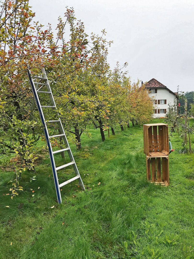 Die Büschelibirnen müssen sehr sorgfältig und samt Stiel geerntet werden.
