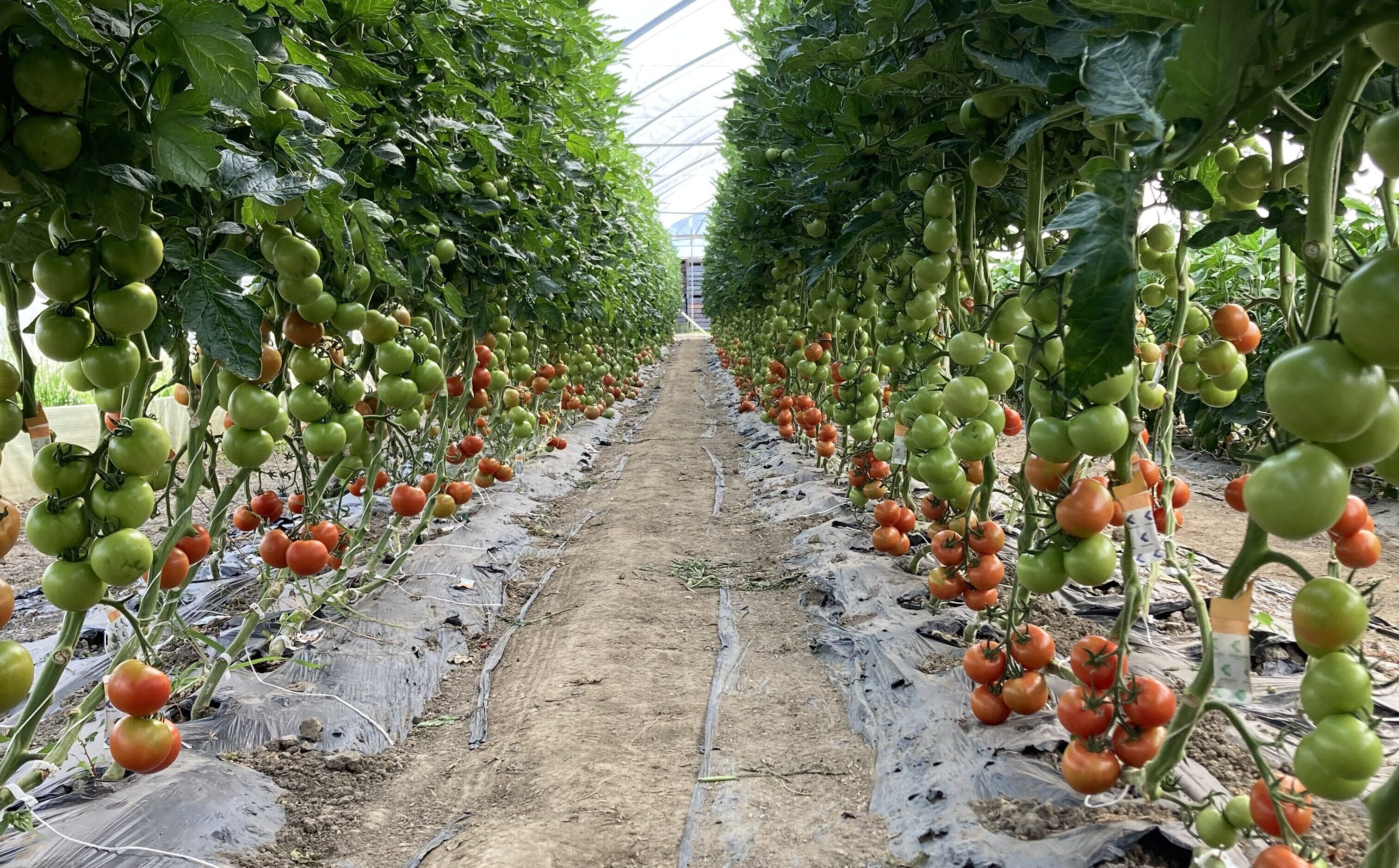 Tomaten, Tomate, Gewächshaus Andelfingen 2024 Wichtig sei, beim Bau des Gewächshauses auf den Bodenschutz zu achten. Aber das kann wegen Verzögerungen die Kosten in die Höhe treiben, sagt der VSGP.