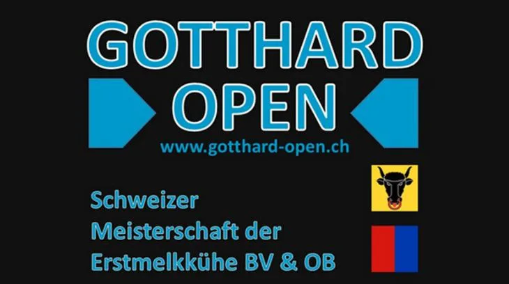 Bereits 2020 konnte die Schweizer Meisterschaft der Erstmelkkühe nicht durchgeführt werden. (Bild Gotthard Open)
