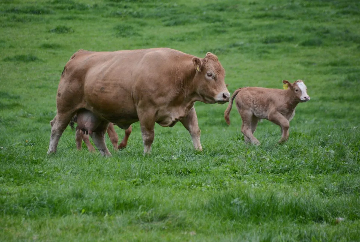 26bab410f1829e5d55093f8689a1f64824c09e61 Es müssen weniger Tiere aufgezogen werden, um geschlachtete Mutterkühe zu ersetzen. (Bild Andrea Gysin)