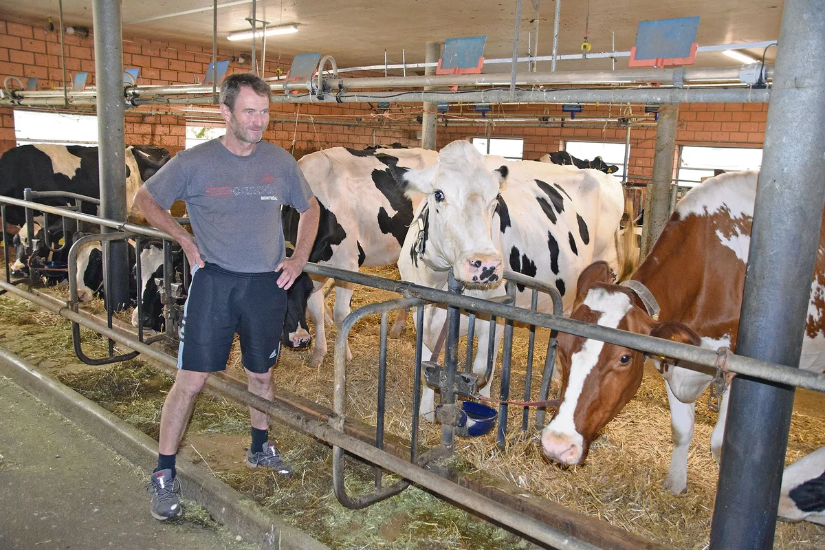 e43421f60dd903f182463cc1bb90fd44cbefef70 Martin Fankhauser aus Burgistein ist ein leidenschaftlicher Züchter. Ein Teil seiner Kühe istlaut Tierschutz aber zu gross und die Standplatzbreite in seinem Stall dafür zu klein. (Bilder Peter Fankhauser)