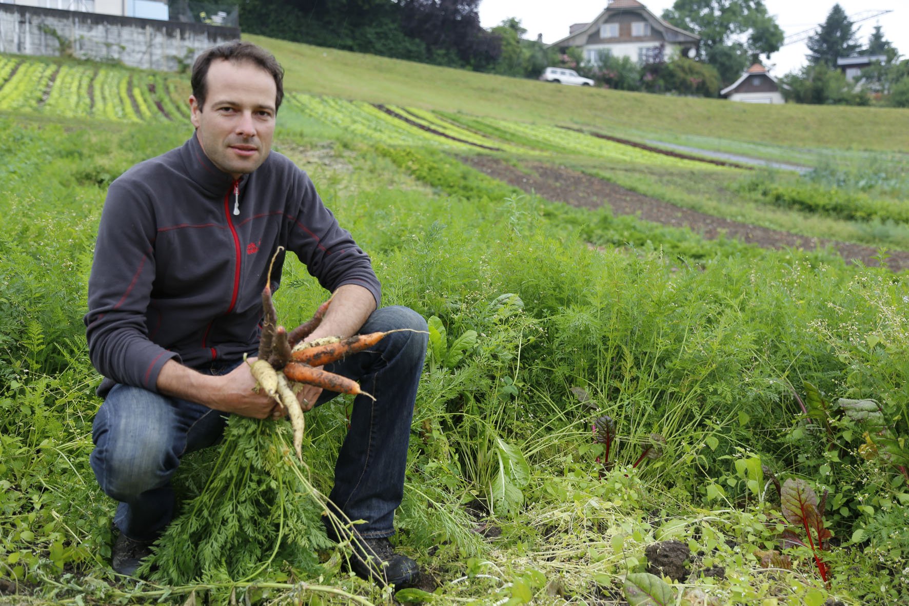 Urs Baumann auf seinem Karottenfeld. Die ersten diesjährigen Karotten konnten schon geerntet werden. Die Vielfalt der farbigen Rüebli sieht man auf dem nächsten Bild ... (Bilder: fi)
