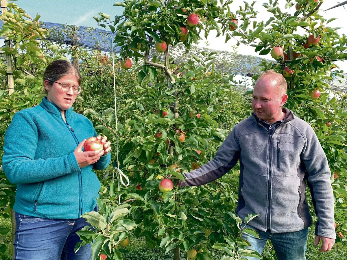 fd4484f63674cdd6f35d00e9c852dc217f6550691a8a1e73a74a3db1431d6287 Christoph und Alexandra Habermacher beurteilen in ihrer Obstanlage den verbliebenen Behang. Bald werden auch diese Jonagold geerntet.