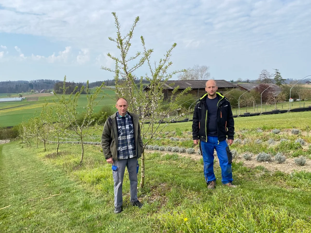 770dca570bf72cd33582709df7b0bb72f3236ae3 Oliver (links) und Marius Brupbacher haben ihre Mandelbäume vor drei Jahren gepflanzt. Ihr Betrieb ist auf Spezialkulturen ausgerichtet, sie bauen hauptsächlich Spargeln und Heidelbeeren an. (Bilder jsc)