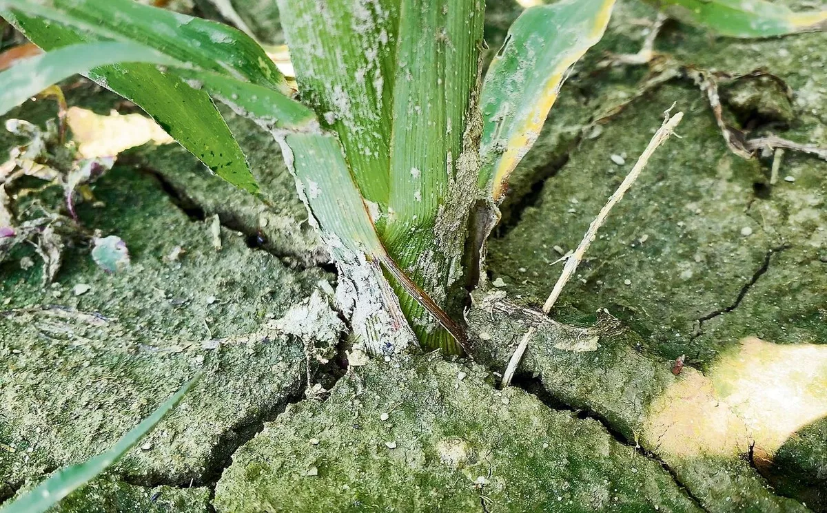 Mit seinen langen Wurzeln kann der Mais Wasser aus der Tiefe anzapfen. Unter anderem über die Fruchtfolge kann man dafür sorgen, dass es dort auch etwas zu holen gibt.