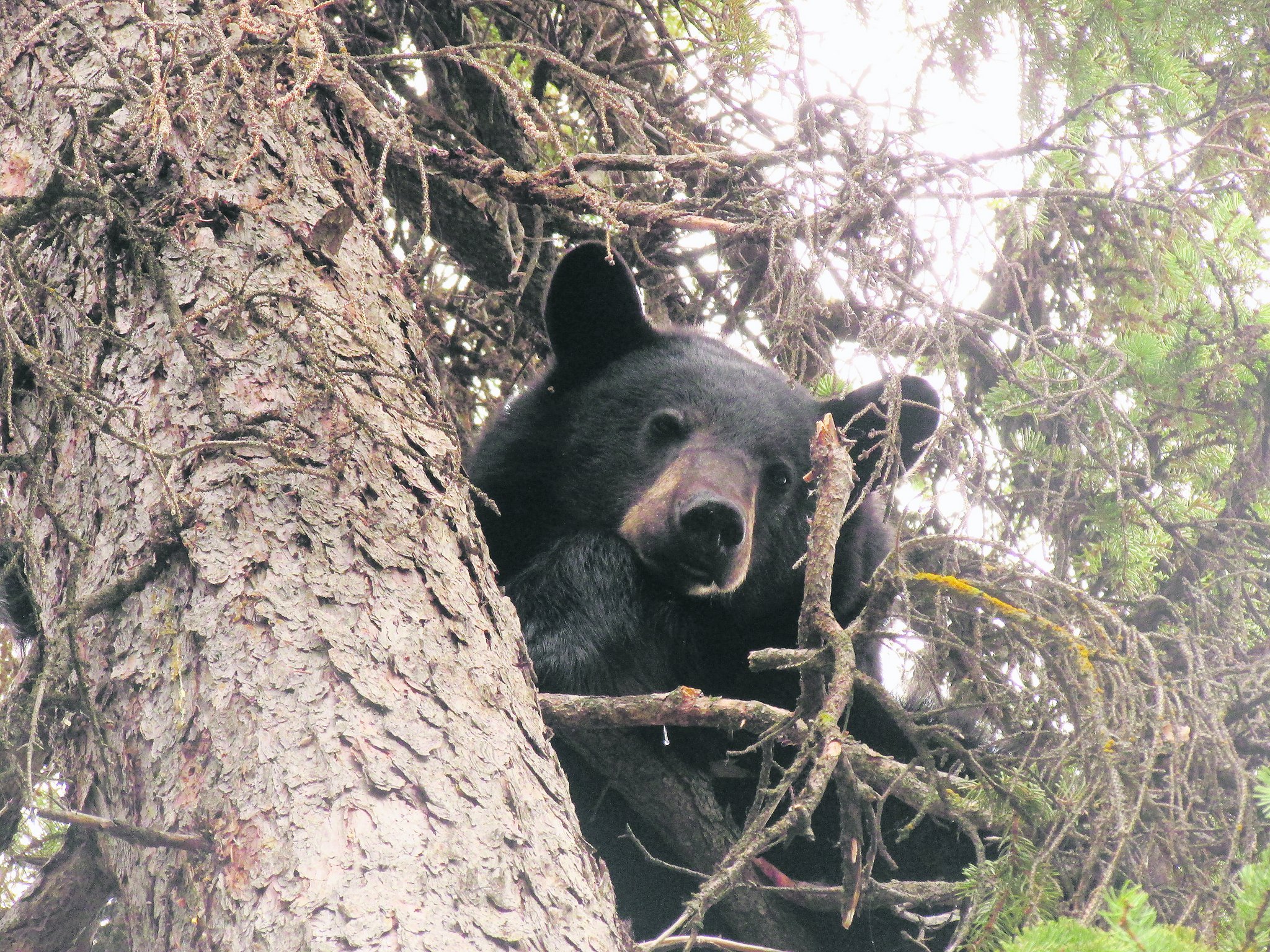 Schwarzbär und Weisskopfadler sind keine gern gesehenen Besucher