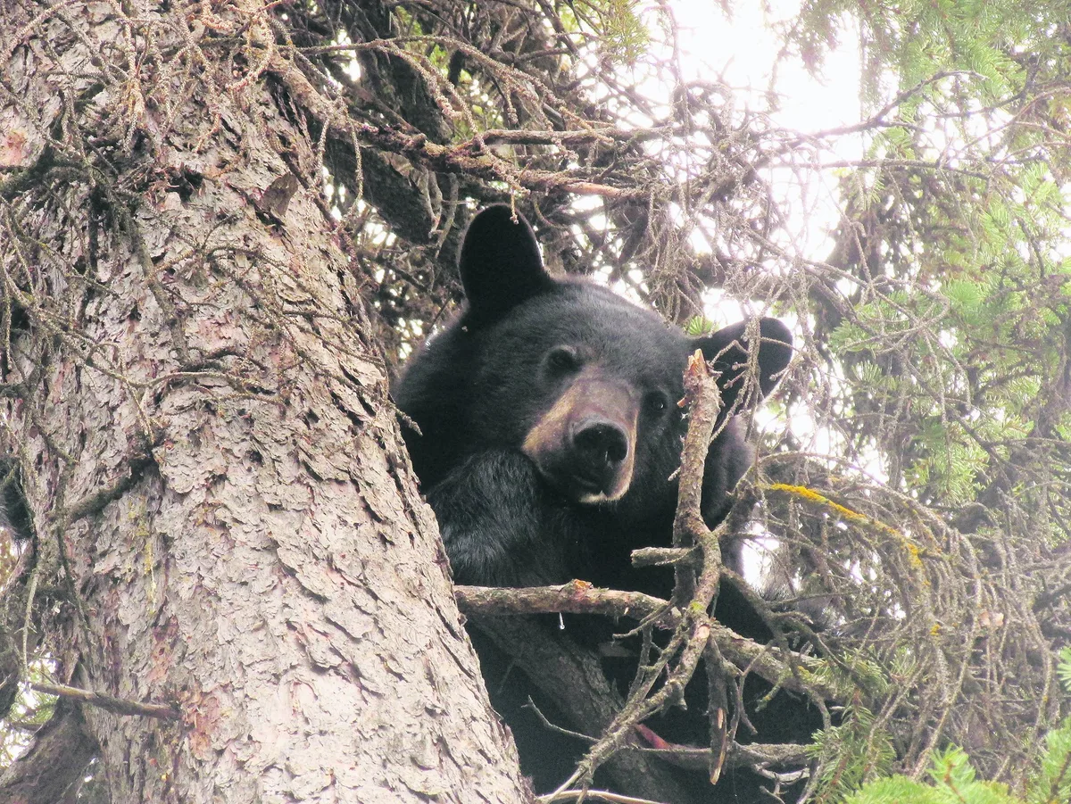 Schwarzbär und Weisskopfadler sind keine gern gesehenen Besucher