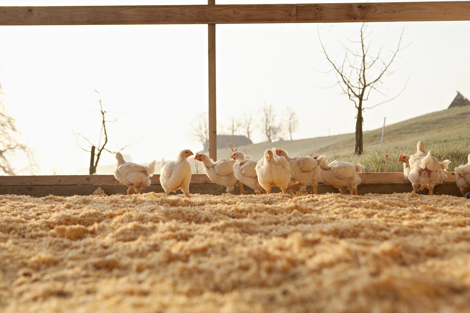 Migros steigt mit Optigal aus Ross-308-Poulets aus