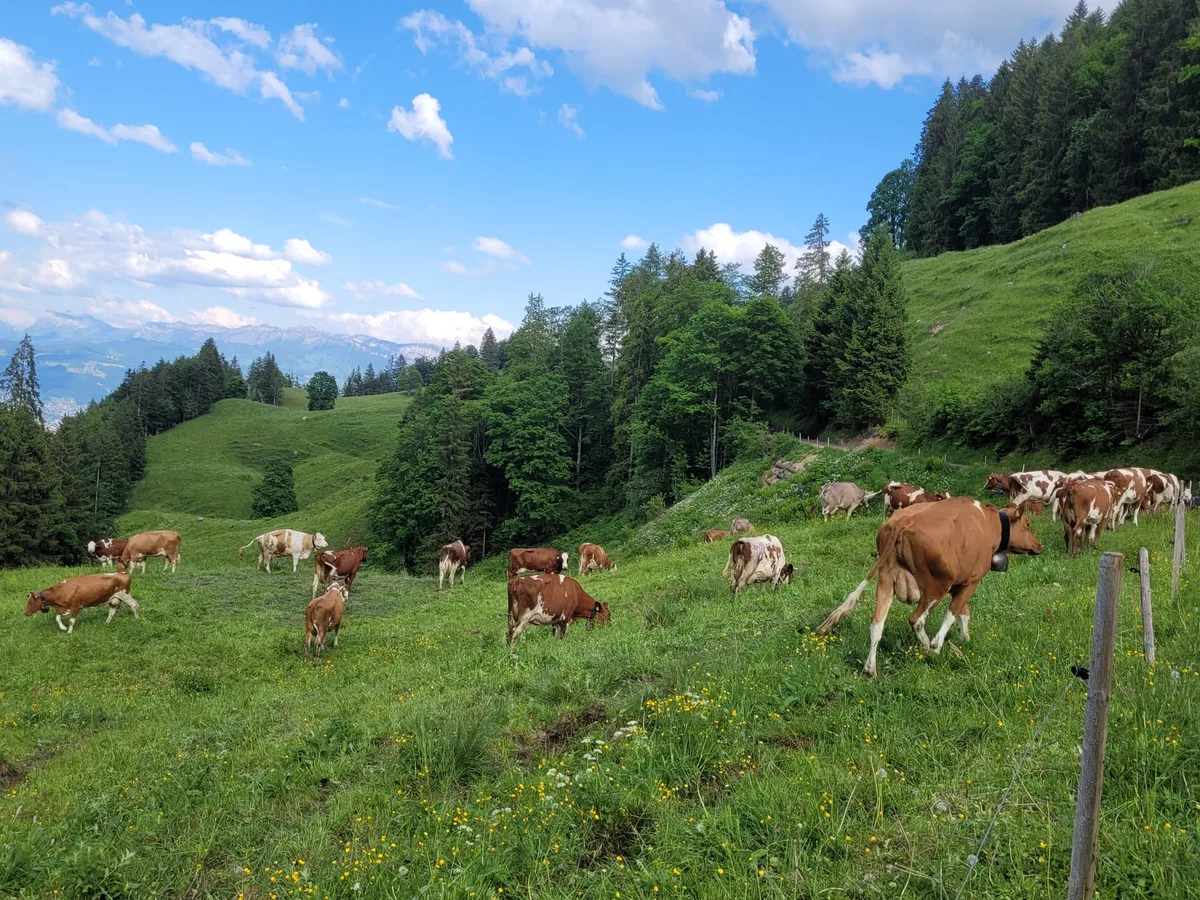 86f0a3b7-ba6a-4526-96a1-111c50be7ea1 «Extreme Hochleistungskühe sind für die Alp nicht geeignet»