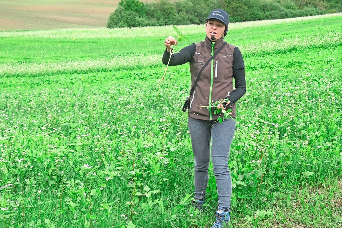 Amélie Fietier von der Fondation rurale interjurassienne stellt am Flurgang eine Zwischenfrucht aus Buchweizen, Ramtillkraut und Sorghum vor.