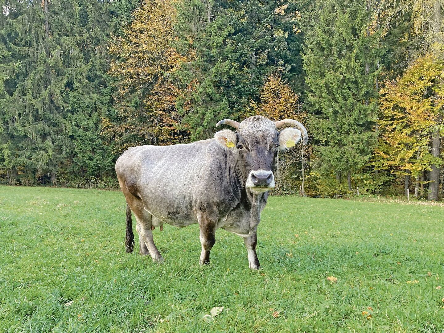 Resy, die 22-jährige Grauvieh-Kuh, ist immer noch rüstig und geht jedes Jahr auf die Alp.