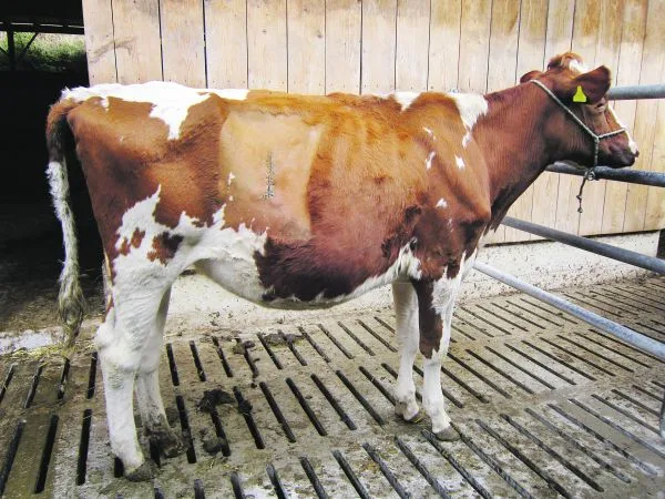 b82adcf183194572d5818d756cb08c65cf427d5e Bei Gloria, einem zweijährigen Rind, musste der Labmagen operiert werden, weil er sich nach rechts verdreht hatte. Dabei hat der Tierarzt den Labmagen an der Bauchwand angenäht, damit er in der richtigen Position bleibt. (Bild zVg)