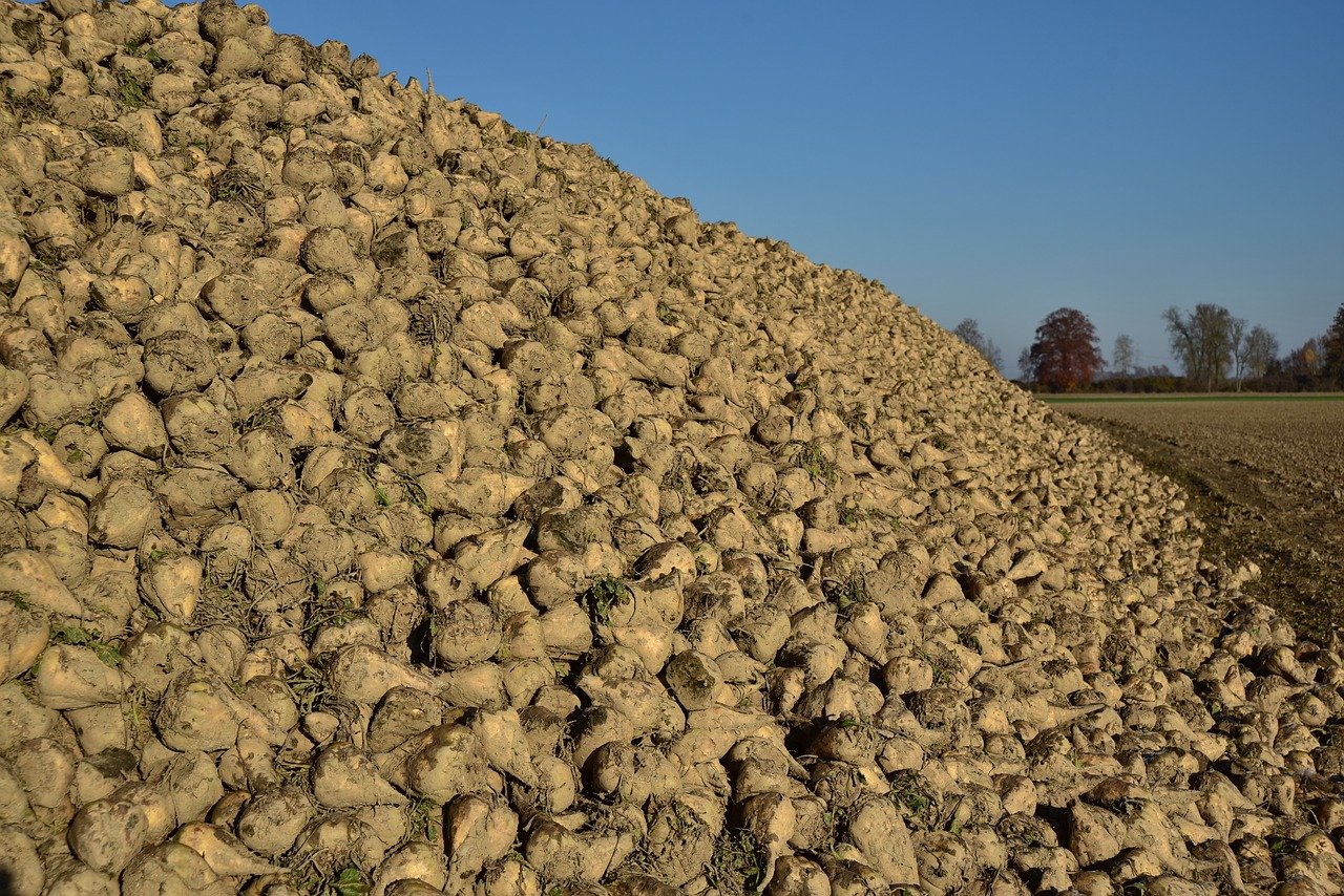 Die aus dem Notfallfonds finanzierte Prämie soll dafür sorgen, dass auch in Zukunft viele Zuckerrübenhaufen im Kanton Freiburg bereitliegen. (Bild ulleo/Pixabay)