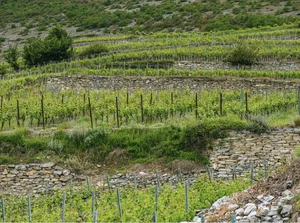 Im Naturpark Pfyn-Fynges befinden sich mehrere kleinere und grössere Terrassenlandschaften, die die Biodiversität und das Landschaftsbild bereichern.