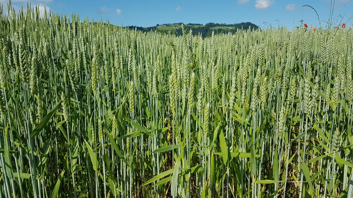 21faf2c431b5eeb9f3e67595dae915b01e6ab4c4 Da pestizidfreier Weizen sehr gefragt ist, soll es keine Flächenbeschränkungen beim IP-Suisse Weizen geben. (Bild Swiss Granum)
