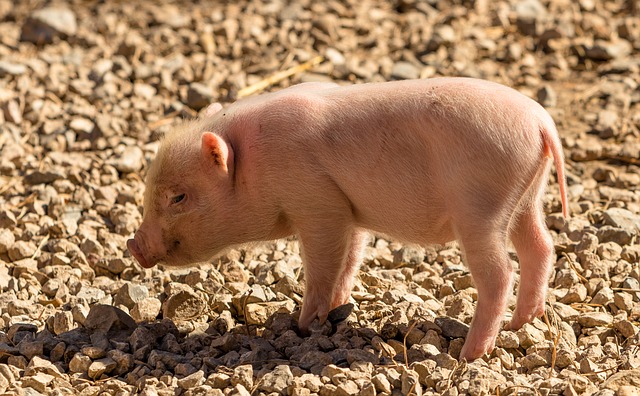 Die Landwirte sollen die Tierschutz-Massnahmen zum Erhalt der Ringelschwänze prüften. (Bild pixabay)
